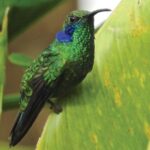 Sarapiqui-Wildlife-hummingbird-Ecotourism-in-costa-rica