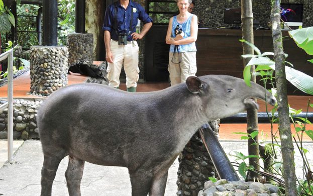 Sarapiqui-ecolodge-Wildlife-Tapir-Ecotourism-in-costa-rica