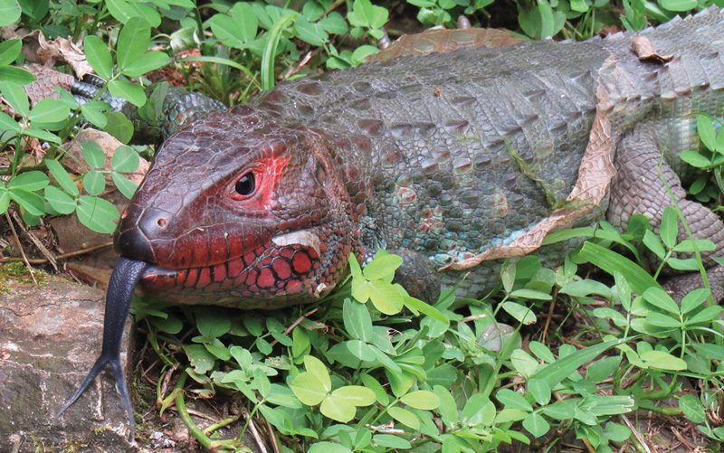 Parque Reptilandia costa rica