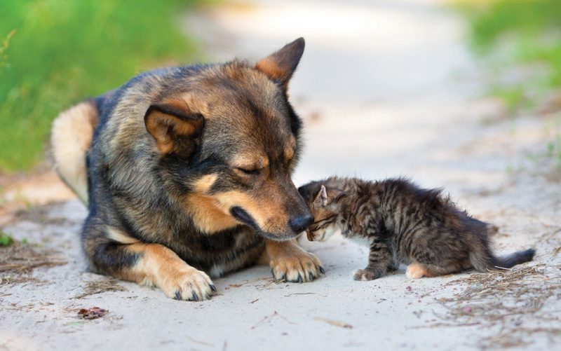 Pet-care-help-stray-and-wild-animals-Tamarindo-Costa-Rica