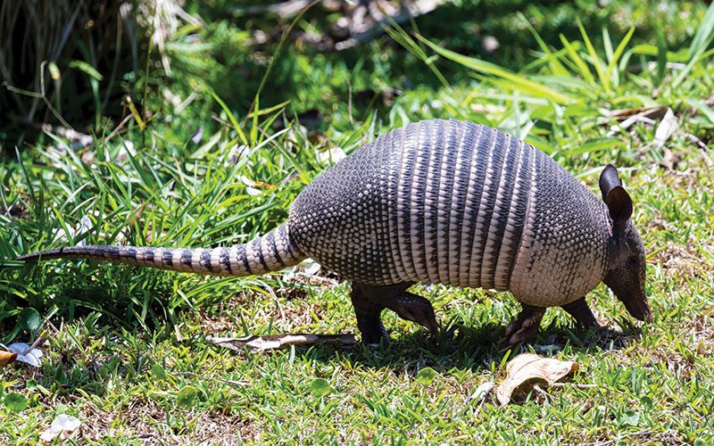 Armadillos in Costa Rica