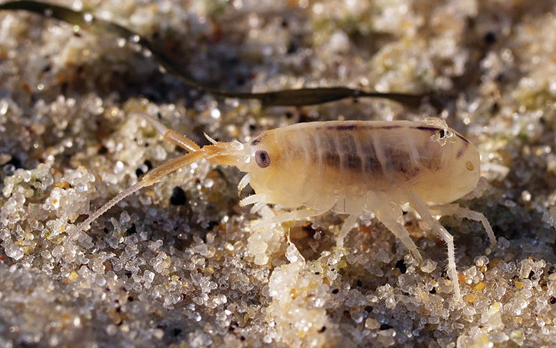 Up close and personal with a sand flea