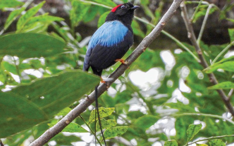 bird watching in costa rica