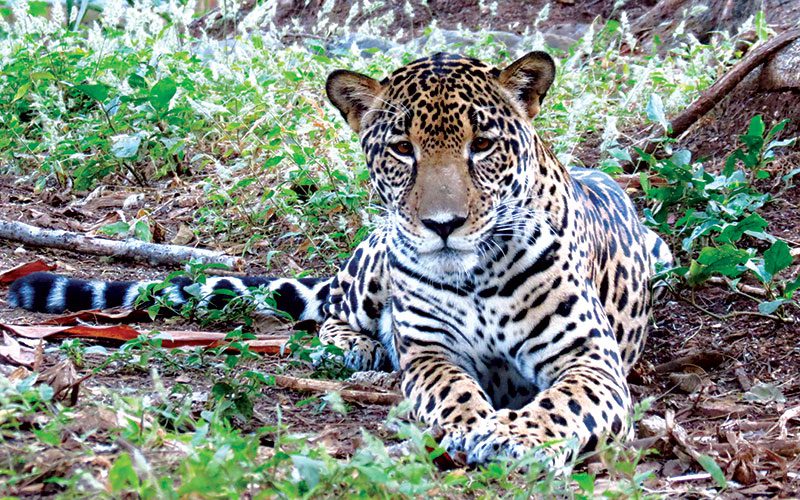 Big Cats of Las Pumas Animal Rescue Center