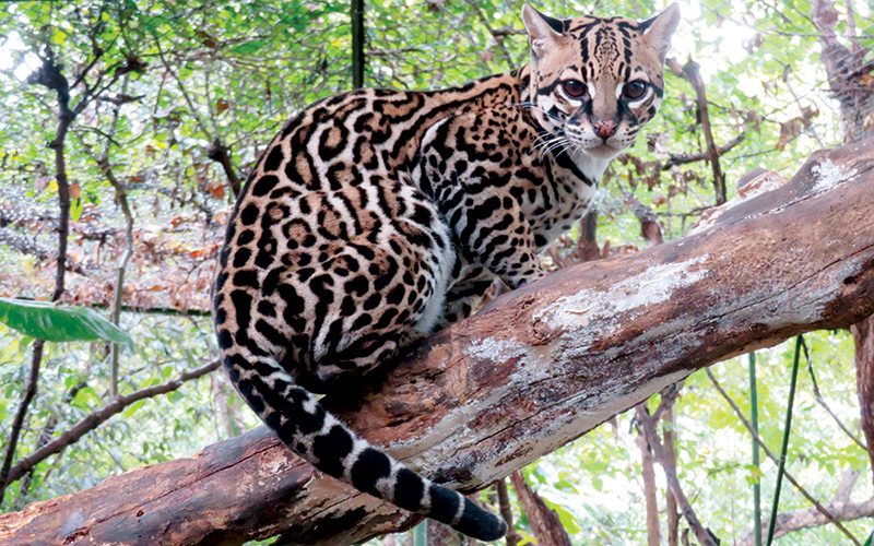 Ocelots in Costa Rica