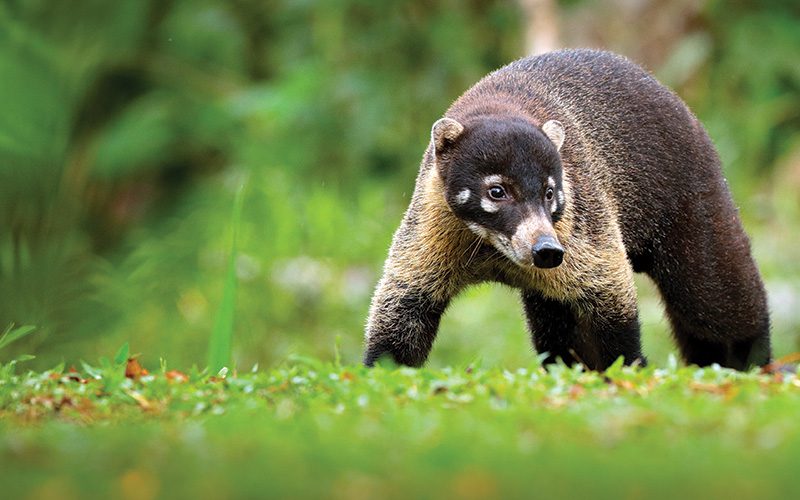 Wildlife of Costa Rica