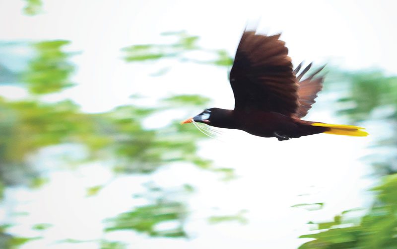 birds of costa rica