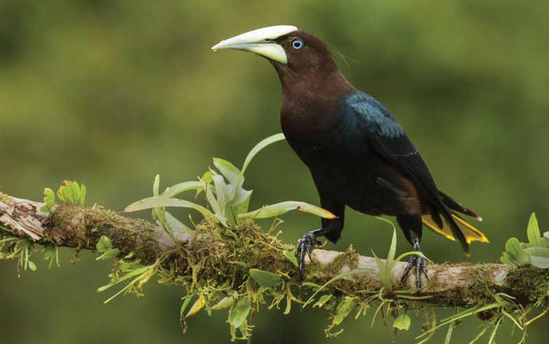 oropendolas in central america