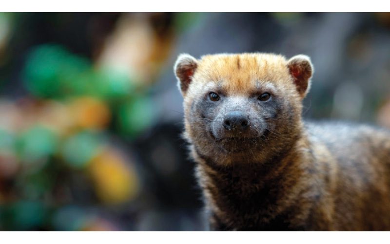 costa rican bush dog