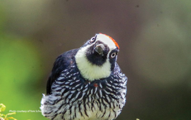 unique birds of costa rica