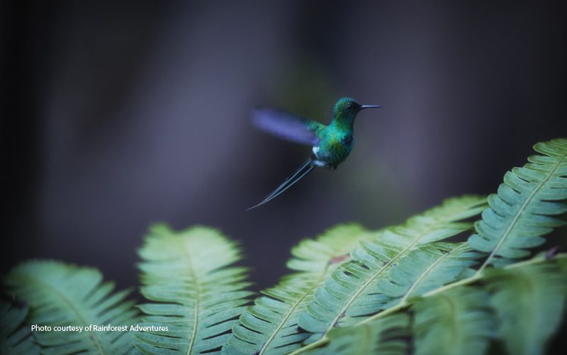 hummingbirds costa rica