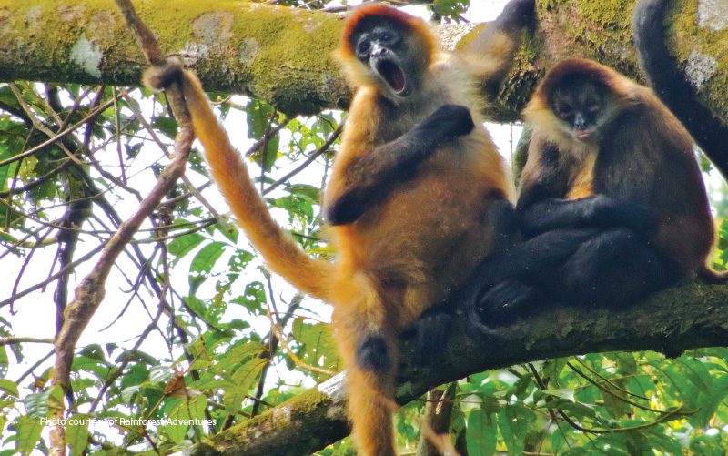 spider monkeys costa rica