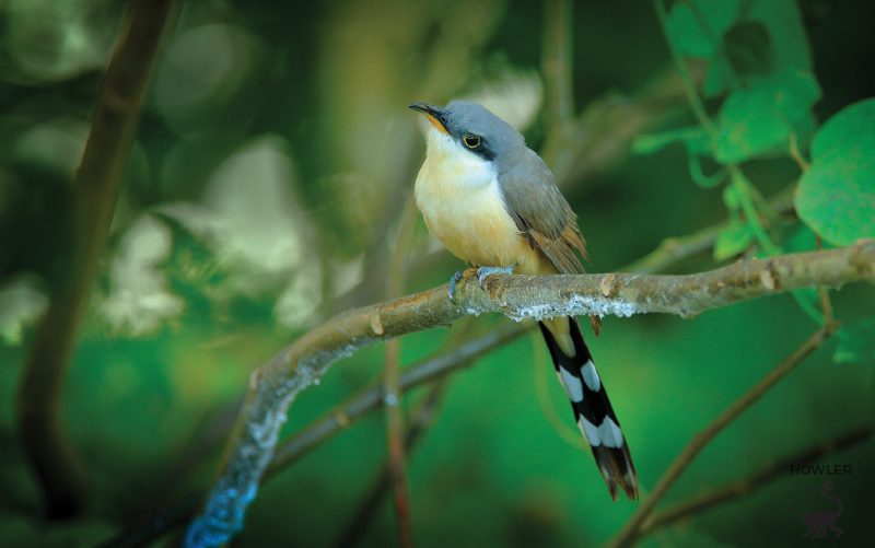 mangrove-cuckoo-bird-costa-rica