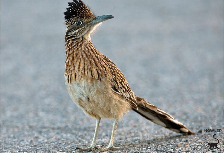 roadrunner-bird-costa-rica