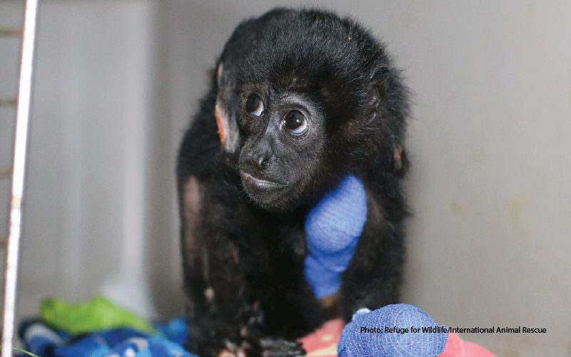 monkey rescue costa rica