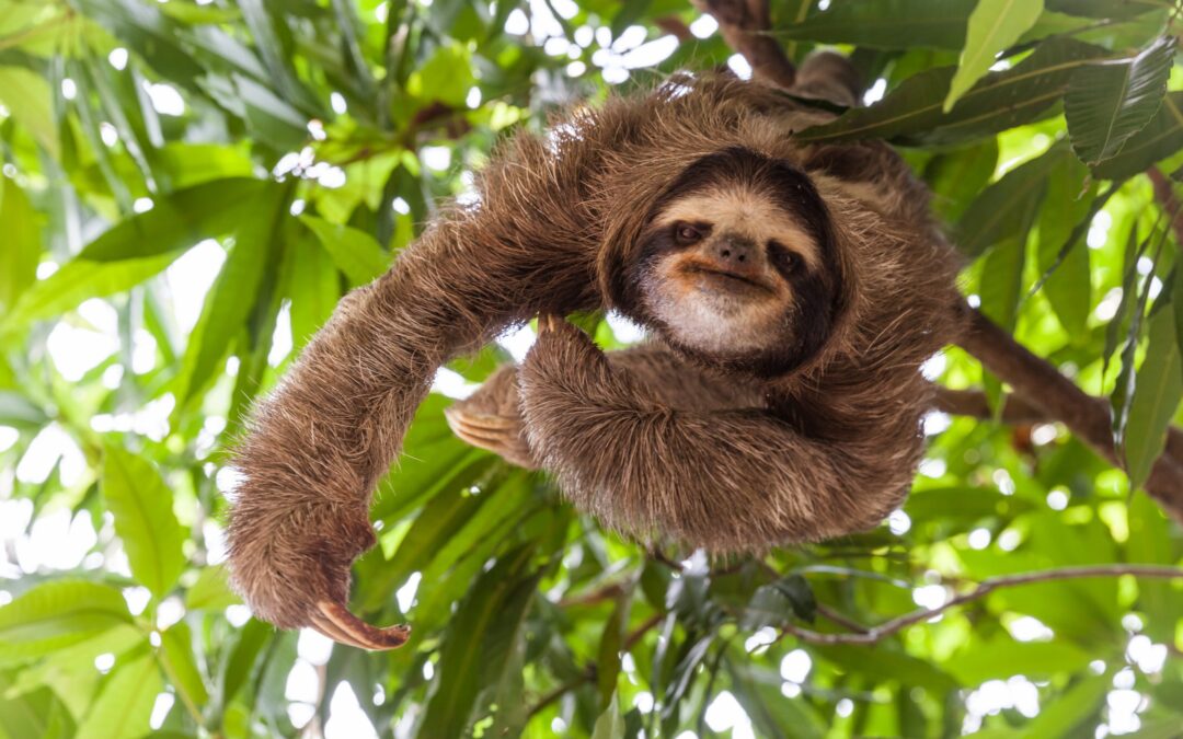 Sloth haning out