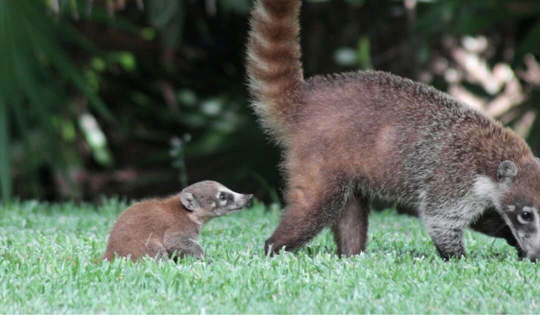 Coati and new baby