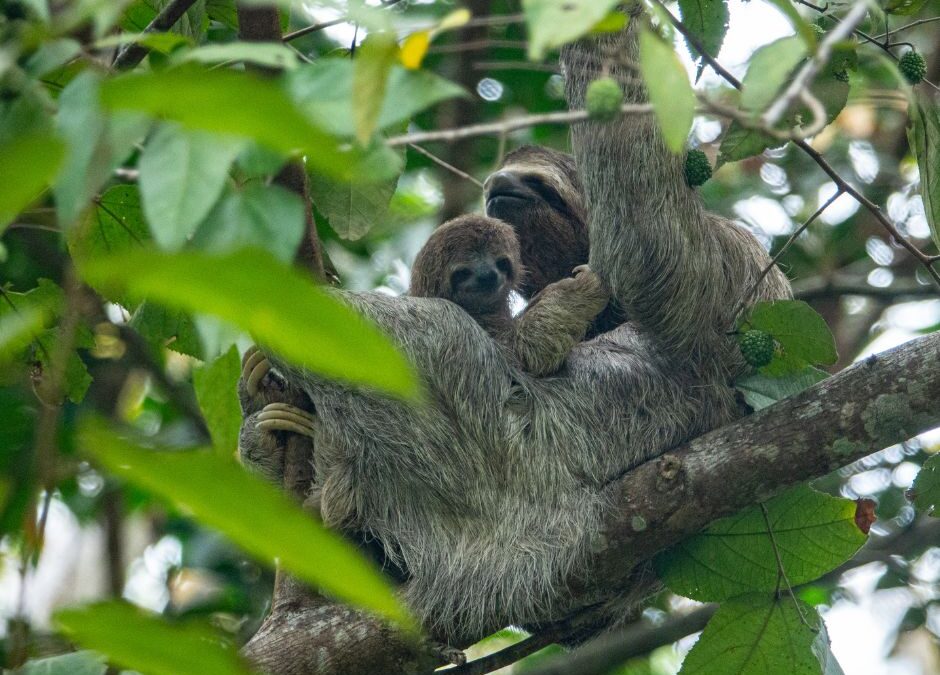 Mother Sloth and Baby