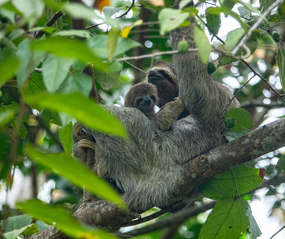 Mother Sloth and Baby