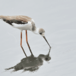 Long-Legged Booby 