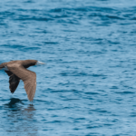 Blue-footed Booby