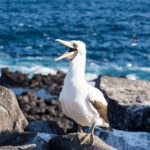 Galapagos booby