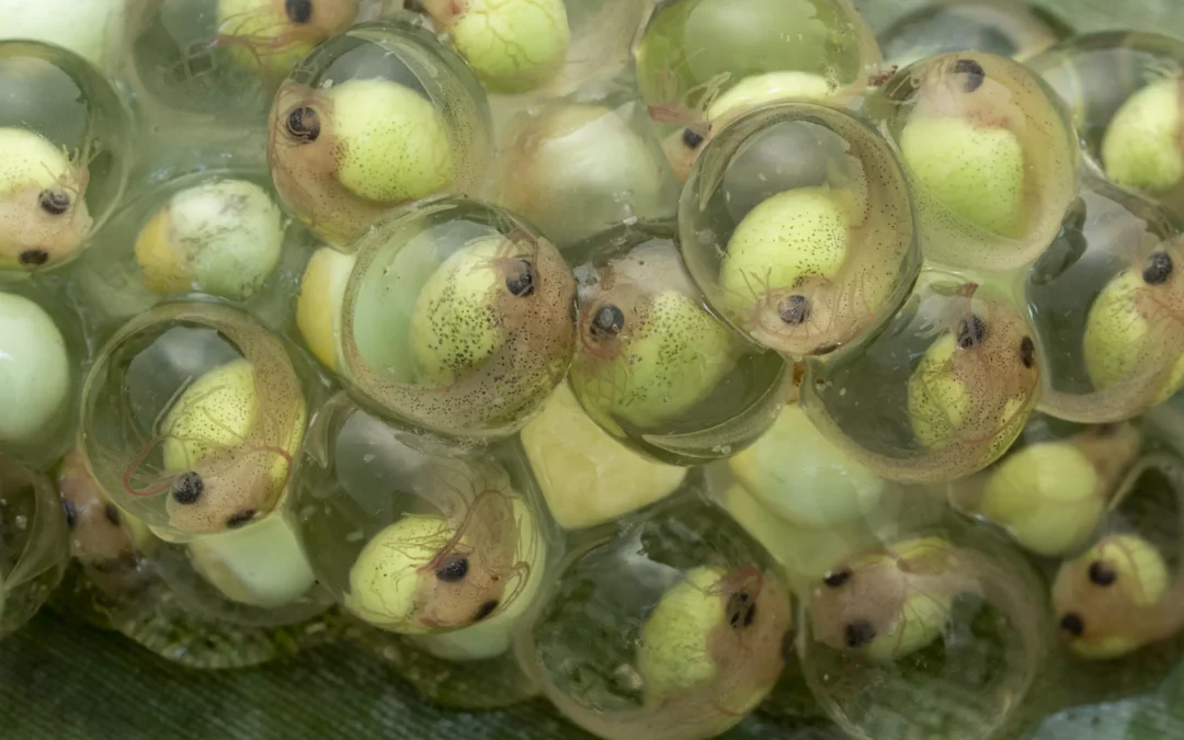 Red eye frog embryos