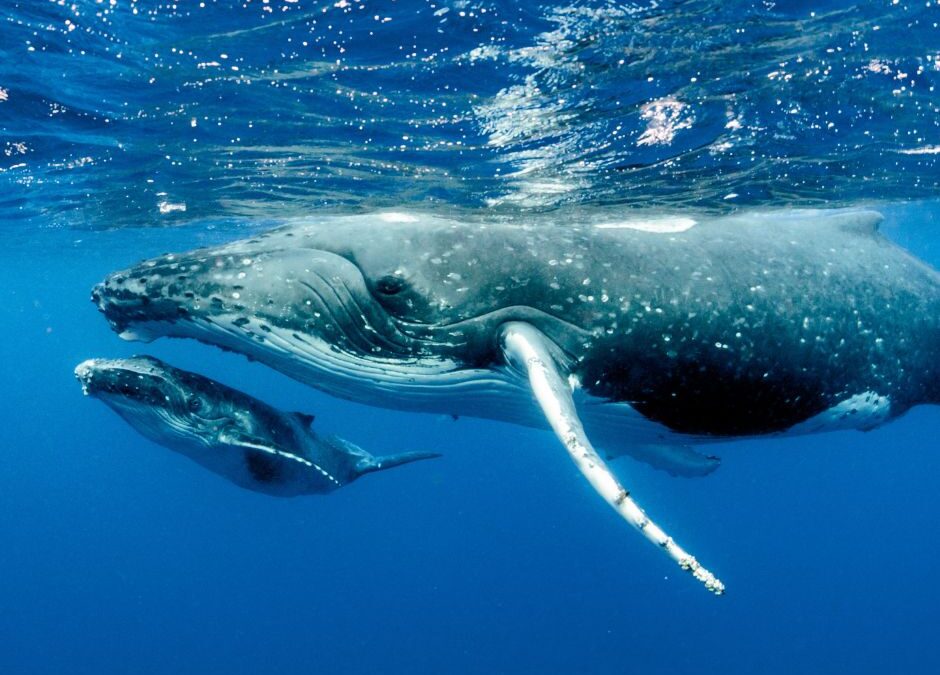 Whale Season in Costa Rica