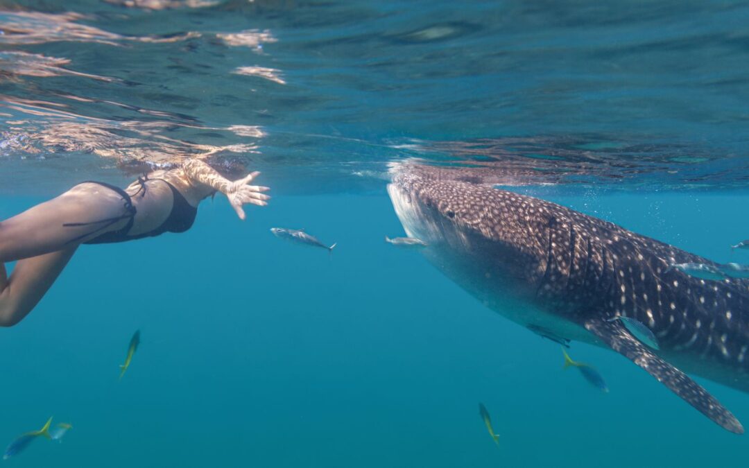 Whale shark with swimmer