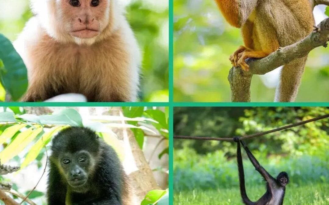 Monkeys abound in Costa Rica