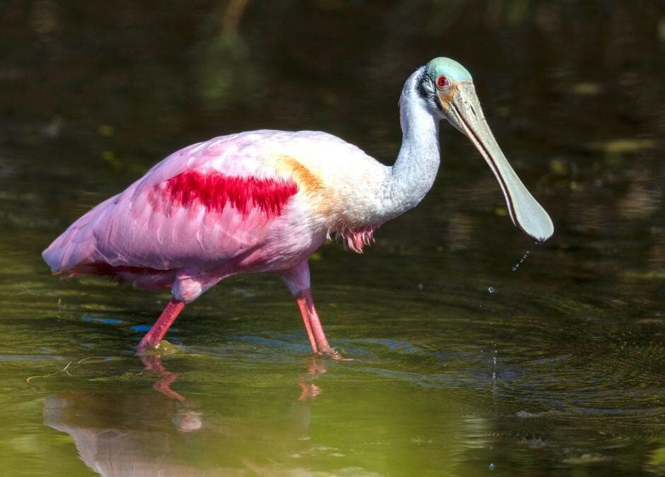 Roseate Spoonbill