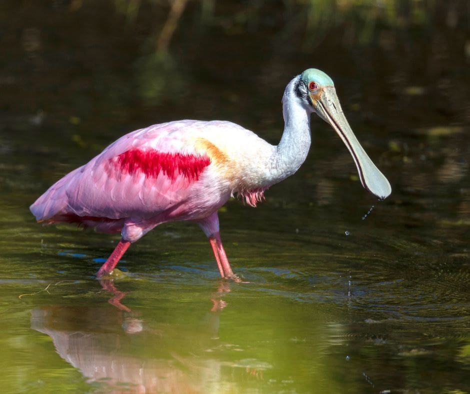 Roseate Spoonbill