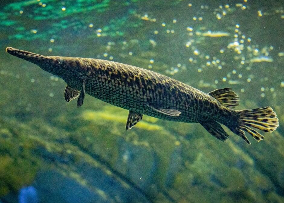 Tropical Gar