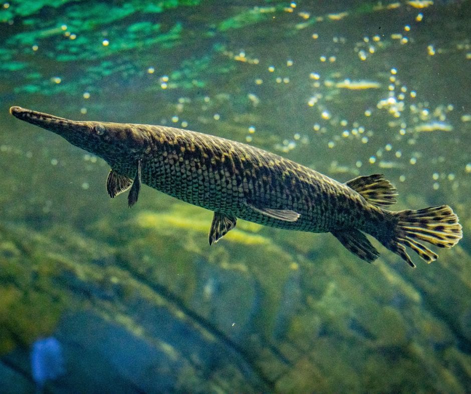 Tropical Gar