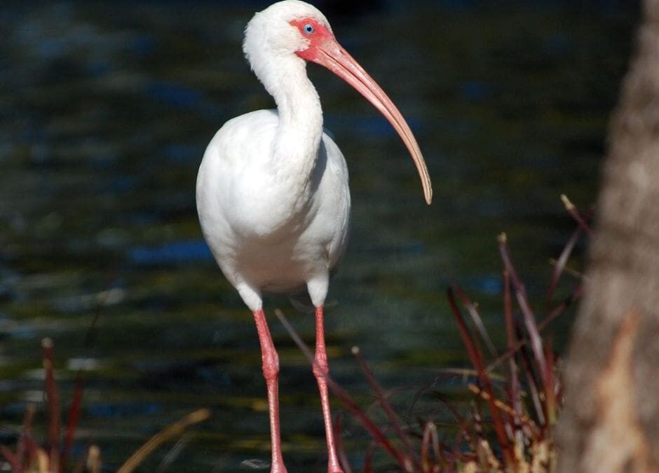 White Ibis