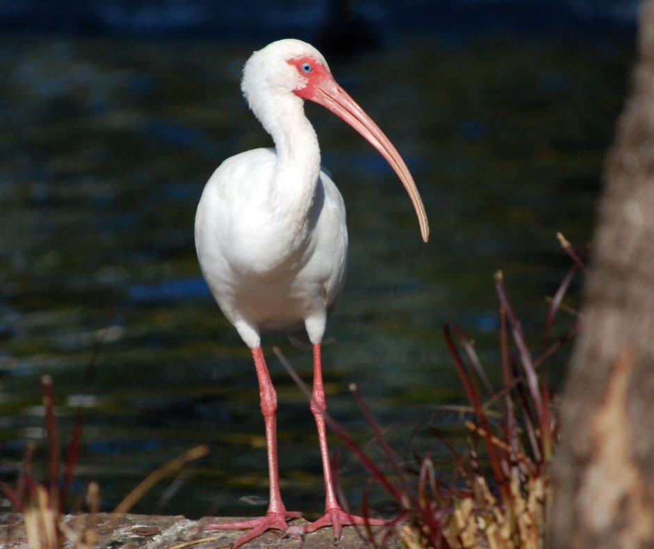 White Ibis