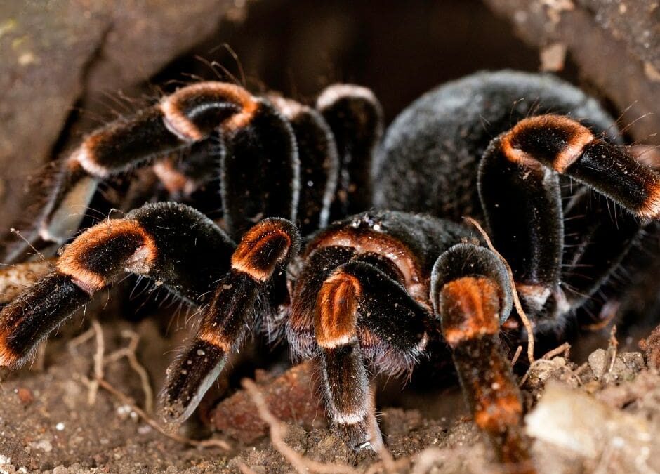 Orange Kneed Tarantula