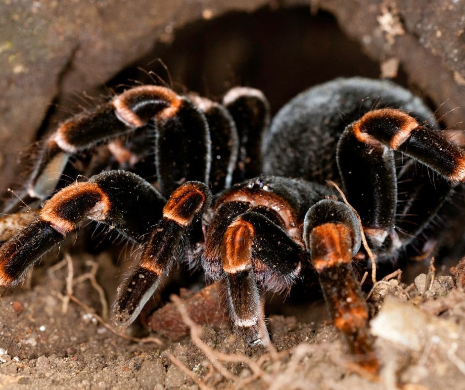 Orange Kneed Tarantula