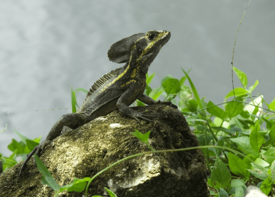 Jesus Lizard