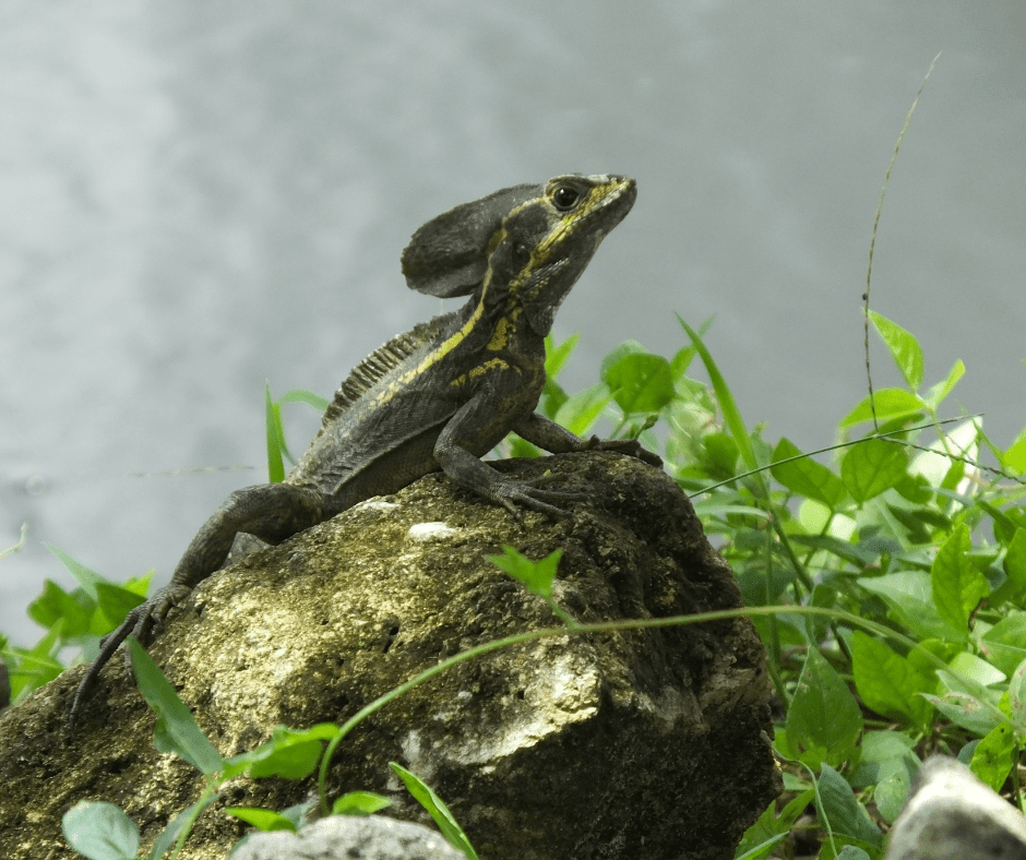 Jesus Lizard