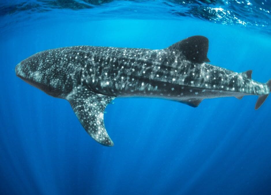 Whale shark