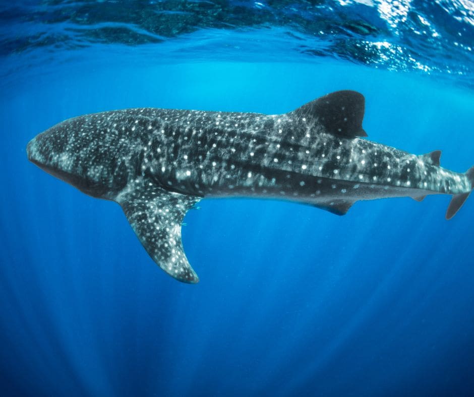 Whale shark