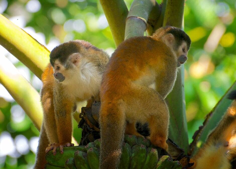 Titi monkey