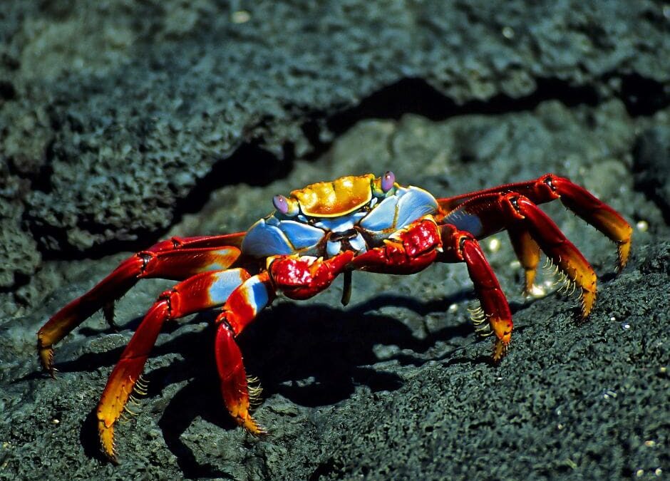 Sally Lightfoot crab