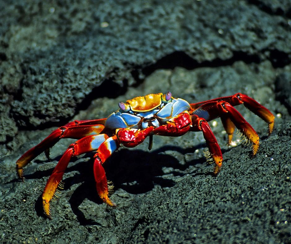 Sally Lightfoot crab