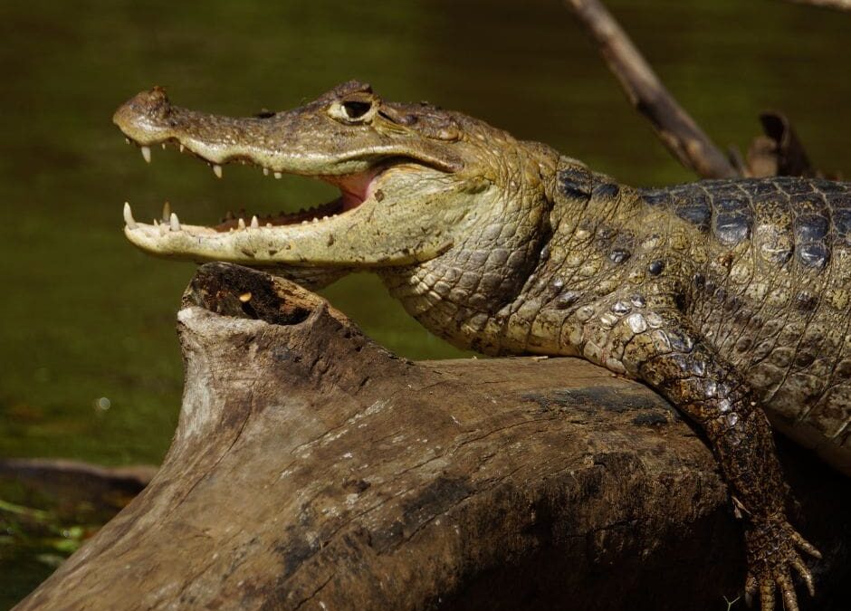 Spectacled Caiman