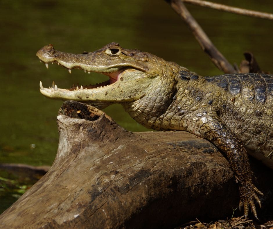 Spectacled Caiman