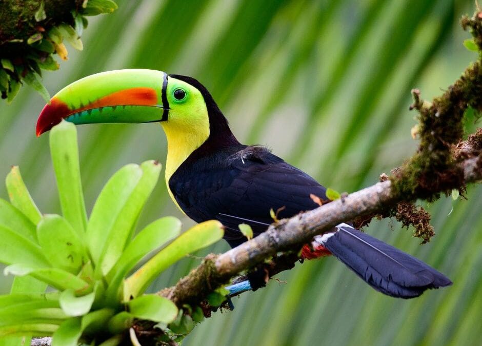 Keel-Billed Toucan