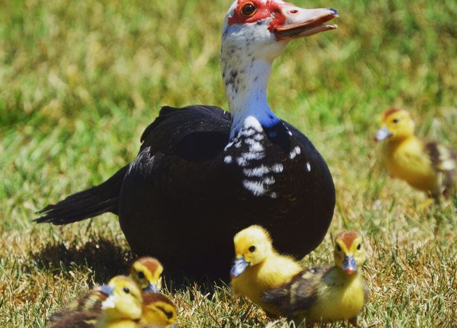 Muscovy Duck