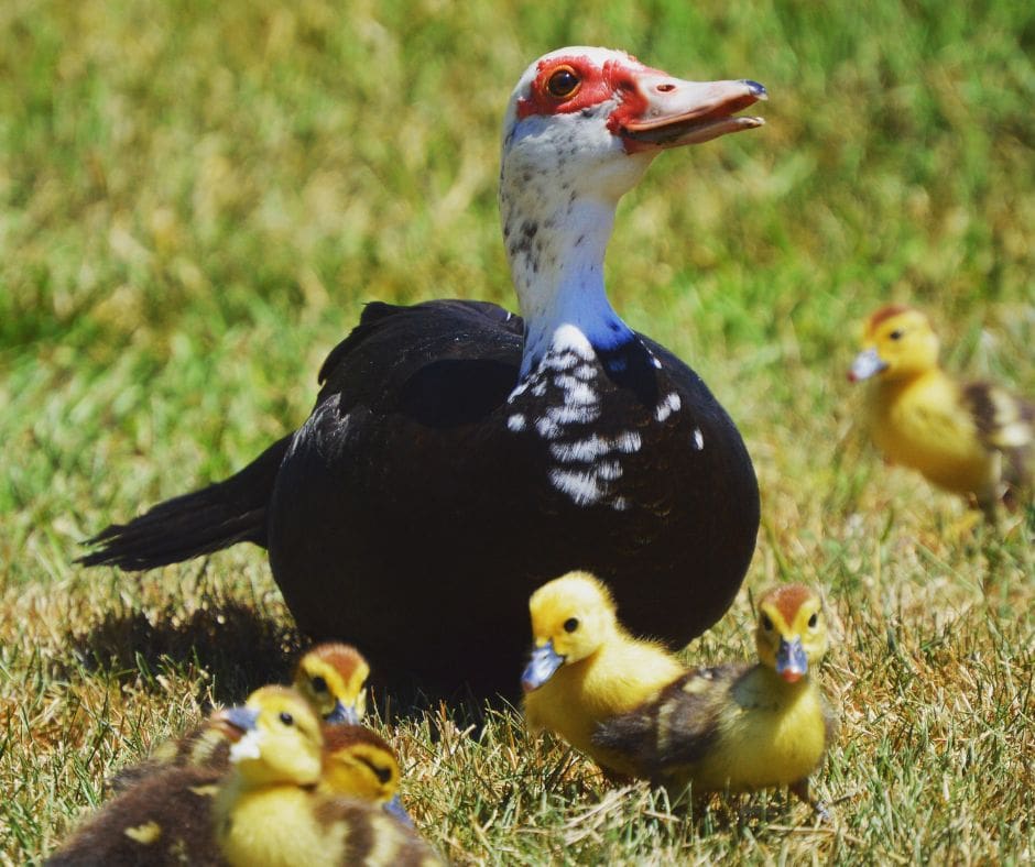 Muscovy Duck